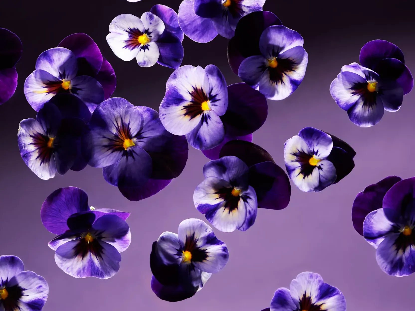 Smooth Violet Scented Candle|Rituals Fashion