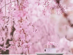 Sugar Body Polish|Rituals Sale