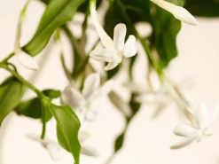 Sweet Jasmine Refill Fragrance Sticks|Rituals Store