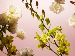 Travel - Fleurs de l’Himalaya|Rituals New